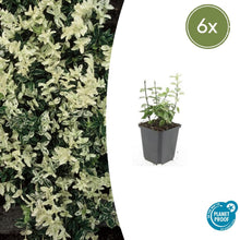 Buitenplant 6x Euonymus fortunei 'Harlequin' - Pot Ø 9cm Hoogte ↕ 10-25cm