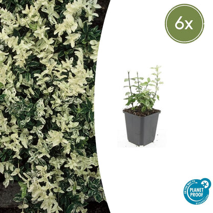 Buitenplant 6x Euonymus fortunei 'Harlequin' - Pot Ø 9cm Hoogte ↕ 10-25cm