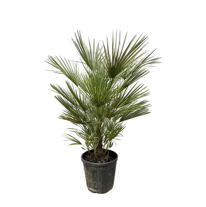 XL plant - Chamaerops Humilis - Pot Ø 30cm Hoogte ↕ 150cm