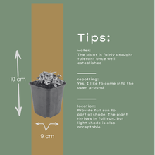 Buitenplant 12x Anaphalis triplinervis - Bloeiend - Pot Ø 9cm Hoogte ↕ 10-25cm