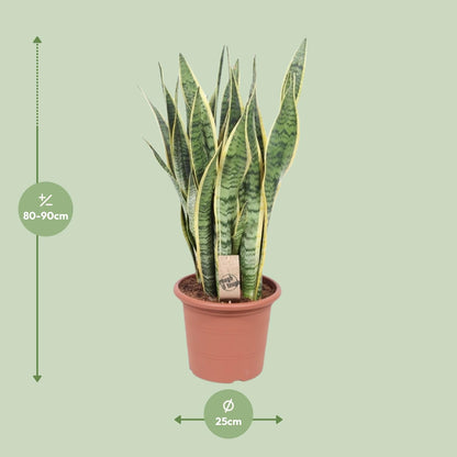 Kamerplant - Sansevieria Trifasciata Laurentii - Pot Ø 25cm Hoogte ↕ 85cm