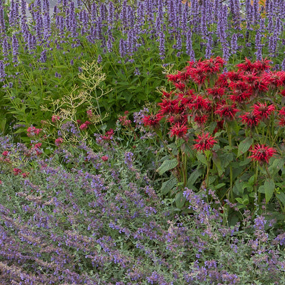 Buitenplant 24x Borderpakket Geurend - Vaste planten - Pot Ø 11cm Hoogte ↕ 10-25cm