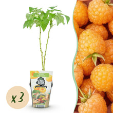 Buitenplant 3x Rubus idaeus 'Fallgold' - Gele Framboos - Winterhard - Pot Ø 9cm Hoogte ↕ 25cm