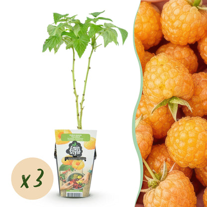 Buitenplant 3x Rubus idaeus 'Fallgold' - Gele Framboos - Winterhard - Pot Ø 9cm Hoogte ↕ 25cm