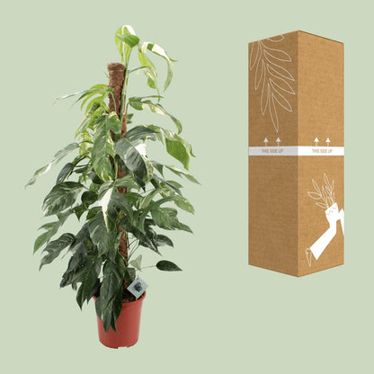 Kamerplant - Epipremnum Pinnatum Albo Variegata - XL - Pot Ø 24cm Hoogte ↕ 125cm