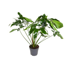 Kamerplant - Philodendron Green Wonder - Pot Ø 24cm Hoogte ↕ 100cm