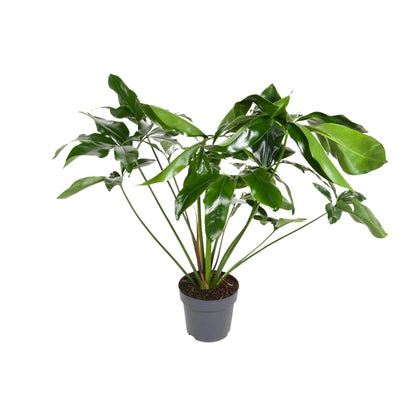 Kamerplant - Philodendron Green Wonder - Pot Ø 24cm Hoogte ↕ 100cm