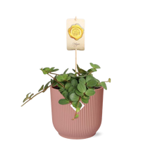 Kamerplant - Peperomia 'Hope' - Pot Ø 14cm
