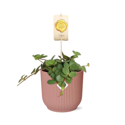 Kamerplant - Peperomia 'Hope' - Pot Ø 14cm