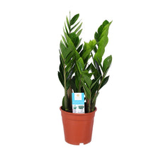 Kamerplant - Zamioculcas Zamiifolia - Pot Ø 17cm Hoogte ↕ 60cm