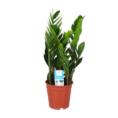 Kamerplant - Zamioculcas Zamiifolia - Pot Ø 17cm Hoogte ↕ 60cm