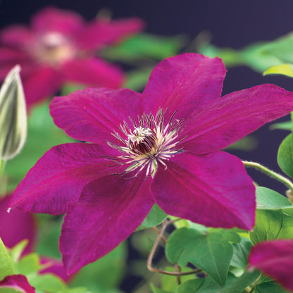 Buitenplant 2x Clematis Westerplatte - Klimplant Rood - Pot Ø 11cm Hoogte ↕ 40cm