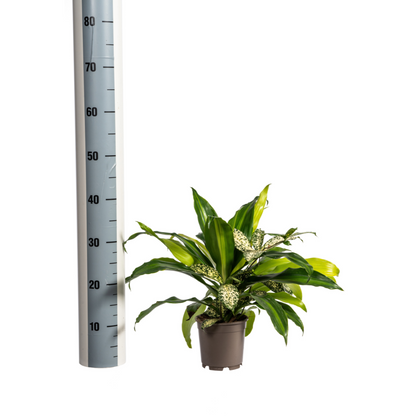 Kamerplant - Mixed Combo - Pot Ø 17cm Hoogte ↕ 55-65cm