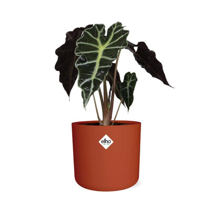 Kamerplant - Alocasia 'Polly' - Pot Ø 14cm