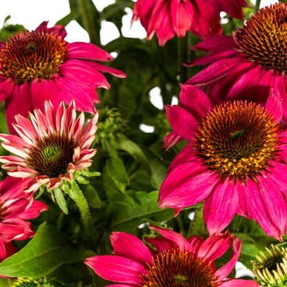 Buitenplant - Echinacea Purpurea Purple - Bloeiend - Pot Ø 19cm Hoogte ↕ 60-70cm