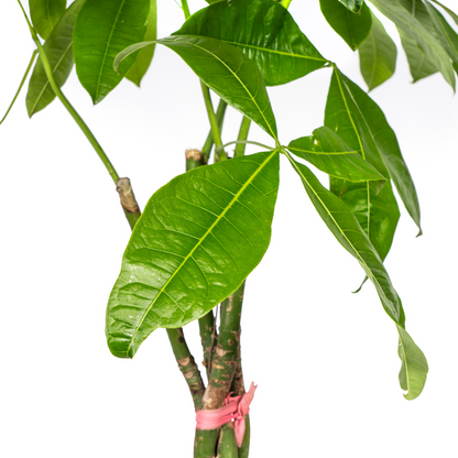 XL kamerplant - Pachira Aquatica - Pot Ø 24cm Hoogte ↕ 120-140cm