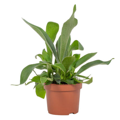 Kamerplant - Platycerium - Pot Ø 12cm Hoogte ↕ 23cm
