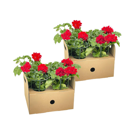 Buitenplant 8x Pelargonium Peltatum Rot - Pot Ø 12cm Hoogte ↕ 20cm