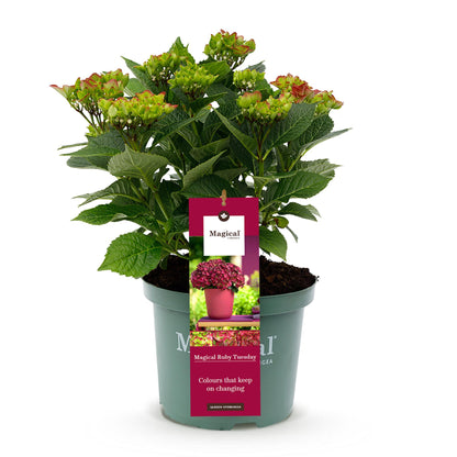 Buitenplant - Hydrangea Magical Tuesday & Saphire - Rood - Pot Ø 23cm Hoogte ↕ 55cm
