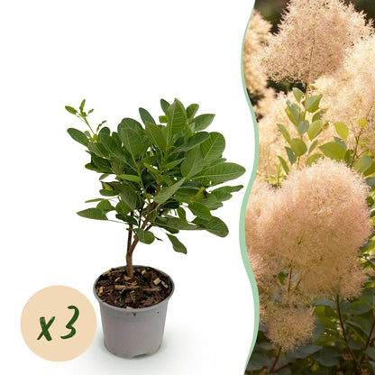 Buitenplant 3x Cotinus coggygria 'Young Lady' - Pot Ø 12cm Hoogte ↕ 35cm