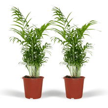 Kamerplant 2x Chamaedorea Elegans (Mexicaanse Bergpalm) - Pot Ø 17cm Hoogte ↕ 55cm
