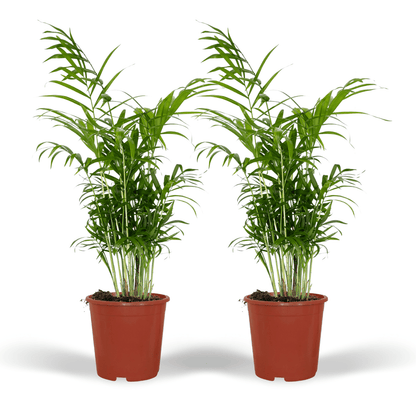 Kamerplant 2x Chamaedorea Elegans (Mexicaanse Bergpalm) - Pot Ø 17cm Hoogte ↕ 55cm