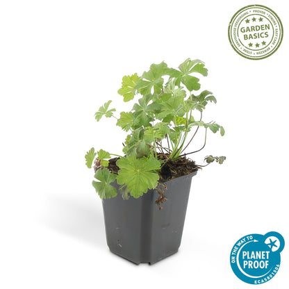 Buitenplant 24x Geranium cant. 'Biokovo' - Bloeiend - Pot Ø 9cm Hoogte ↕ 10-25cm