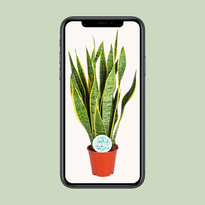 Kamerplant - Sansevieria Trifasciata Laurentii - Pot Ø 14cm Hoogte ↕ 50cm