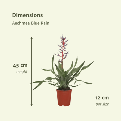 Kamerplant 2x Aechmea Blue Rain - Kokerbromelia - Pot Ø 12cm Hoogte ↕ 45cm