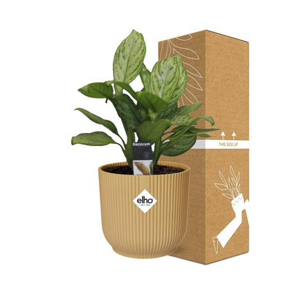 Kamerplant - Aglaonema Christina - Pot Ø 14cm