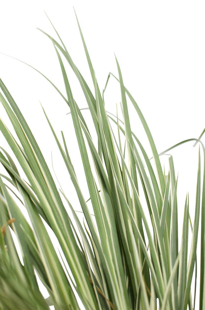 Buitenplant - Acorus gramineus 'Argenteostriatus' - Pot Ø 14cm Hoogte ↕ 30cm
