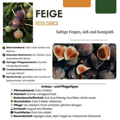 Buitenplant - Zoete oogst trio BIO Fruitplanten mix - Set van 3 soorten