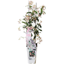 Buitenplant - Trachelospermum 'Star of Ibiza' - Klimplant - Pot Ø 15cm Hoogte ↕ 65cm