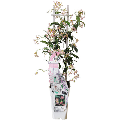 Buitenplant - Trachelospermum 'Star of Ibiza' - Klimplant - Pot Ø 15cm Hoogte ↕ 65cm