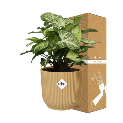 Kamerplant - Syngonium Arrow - Pot Ø 14cm Hoogte ↕ 25cm