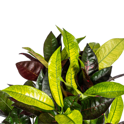Kamerplant - Codiaeum 'Croton' Iceton - Pot Ø 21cm Hoogte ↕ 60-80cm