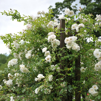 Buitenplant 2x Rosa White Climber - Klimroos Wit - Pot Ø 11cm Hoogte ↕ 40cm