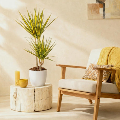 Kamerplant - Dracaena Sunray - Pot Ø 21cm Hoogte ↕ 90-100cm