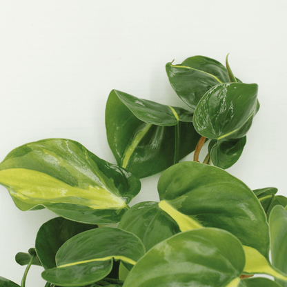 Kamerplant 4x Philodendron Scandens Brasil - Pot Ø 12cm Hoogte ↕ 15cm