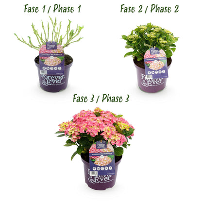 Buitenplant 2x Hydrangea Forever & Ever Roze - Bloeiend - Pot Ø 23cm Hoogte ↕ 55cm