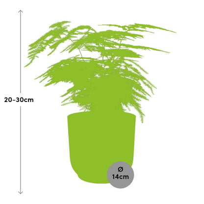 Kamerplant - Asparagus Setaceus 'Plumosus' - Pot Ø 14cm Hoogte ↕ 30-45cm