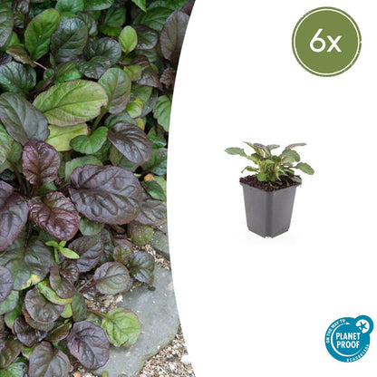 Buitenplant 6x Ajuga reptans 'Catlin's Giant' - Bloeiend - Pot Ø 9cm Hoogte ↕ 10-25cm