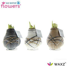 Kamerplant 3x Waxz Art Rembrandt - Pot Ø 7cm Hoogte ↕ 15cm