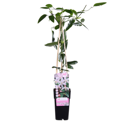 Buitenplant - Clematis armandii 'Apple Blossom' - Groenblijvend Bloeiend - Pot Ø 15cm Hoogte ↕ 65cm