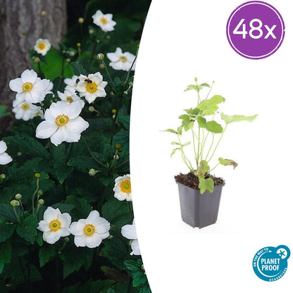 Buitenplant 48x Anemone hyb. 'Honorine Jobert' - Bloeiend - Pot Ø 9cm Hoogte ↕ 10-25cm