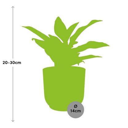 Kamerplant - Aglaonema Crete - Pot Ø 14cm