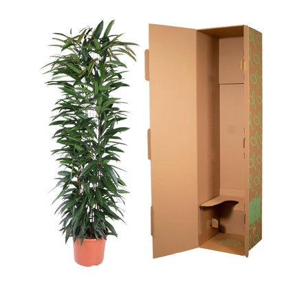 XL Kamerplant - Ficus Alii King - Zuilvorm - Pot Ø 29cm Hoogte ↕ 150cm