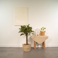 Kamerplant - Ficus elastica Melany stam - Inclusief siermand - Pot Ø 21cm Hoogte ↕ 90cm