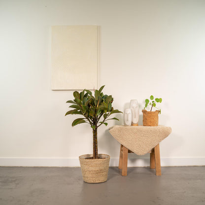 Kamerplant - Ficus elastica Melany stam - Inclusief siermand - Pot Ø 21cm Hoogte ↕ 90cm