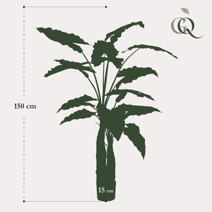 XL Kunstplant - Alocasia Olifantsoor - Hoogte ↕ 150cm